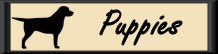 Fairwind Puppies